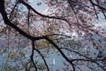 野尻湖山桜16