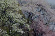 野尻湖桜競演